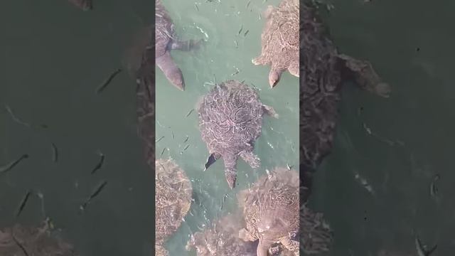 Сиде кожистая черепаха #berlianaworld #турция