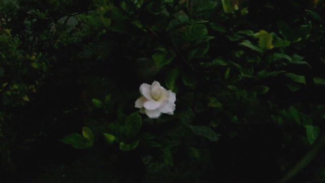 Gardenia Flower Time Lapse смотреть онлайн