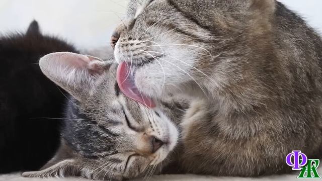 - Ёшкин кот! Их же надо срочно спасать! – взвыл кот Макарыч, обнаружив крошечных КОТЯТ в коробке смотреть онлайн