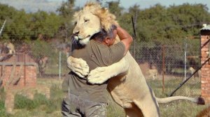 Животные Встречают Хозяев После Долгой Разлуки.