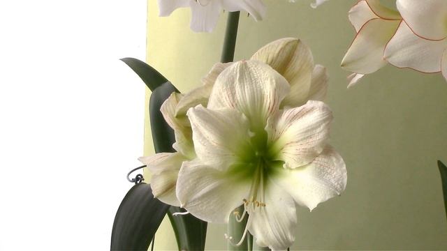 Біла колекція гіпеаструмів. White Collection Of Hippeastrums.