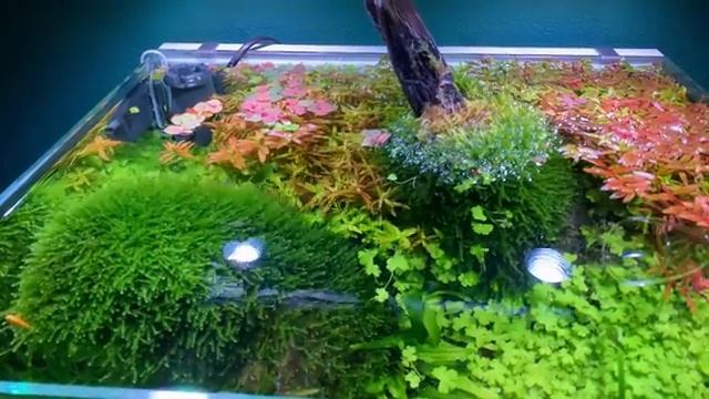 THE ONLY METHODS TO GROWING RED PLANTS (NOT IRON) смотреть онлайн