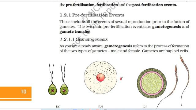 Ch 1 Reproduction In Organisms Class 12 Biology NCERT Reading Only |Class 12 Ch 1 Biology Audiobook смотреть онлайн