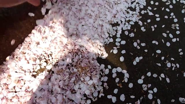 Sakura Petals On The Ground Лепестки сакуры на земле