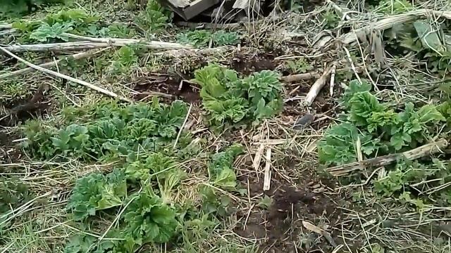 Металлокоп с MD4030. Нашел чугунные шары. Часть-1