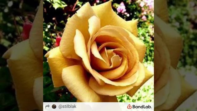 Butterscotch Rose
