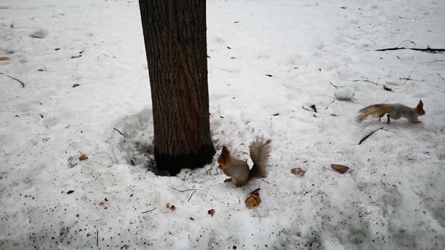 беличьи заигрывания - около 100 виляний хвостом за 2 минуты