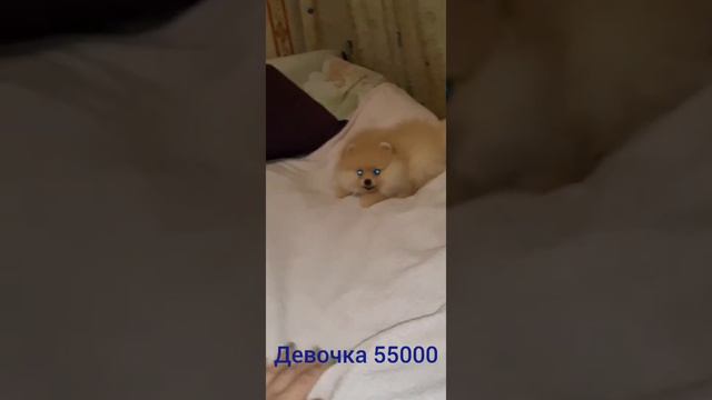 померанский шпиц щенок купить продажа москва питомник смотреть онлайн