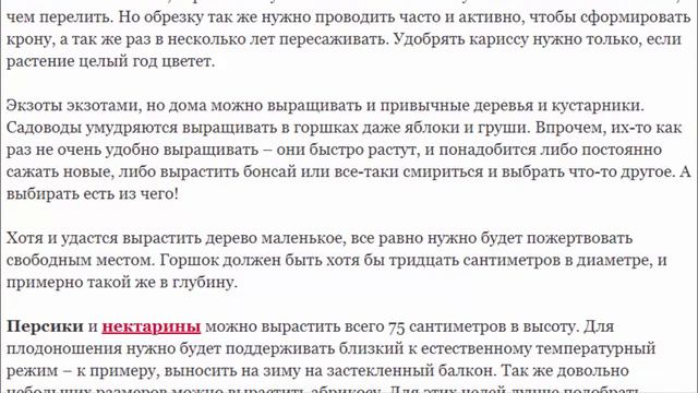 Фруктовое дерево на подоконнике смотреть онлайн