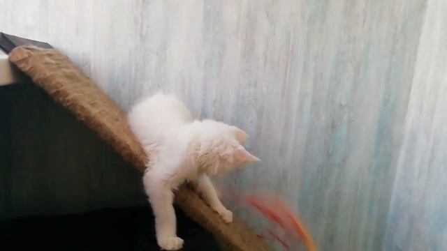 Белый солидный мальчик котенок Мейн-кун 06.12.18 г.р. смотреть онлайн