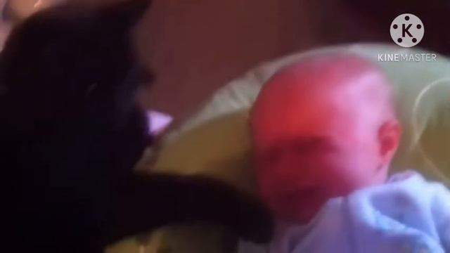 Ребенок начал плакать. То что сделал кот с ним просто поражает смотреть онлайн