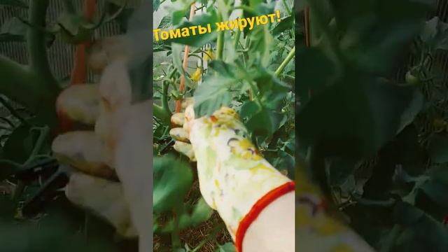 Жирование томатов! Выход Есть! смотреть онлайн