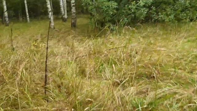 Наша деревенская жизнь?Всё надоело, срезаем смотреть онлайн