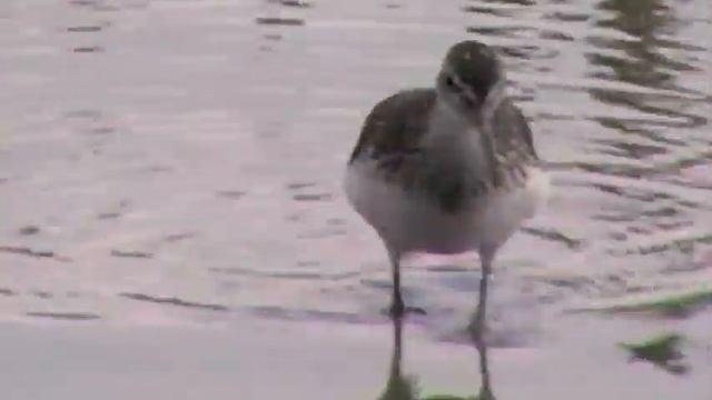 Green Sandpiper -Panasonic SDR-S26 смотреть онлайн