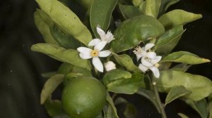 Как Выращивать  Лайм В Домашних Условиях