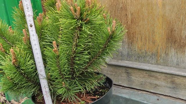 Сосна горная Офир (Опхир) смотреть онлайн