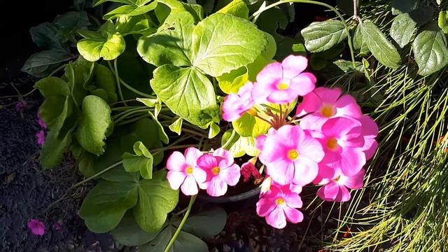 Oxalis bowiei - grow, care & harvest (Bowie's wood-sorrel) смотреть онлайн