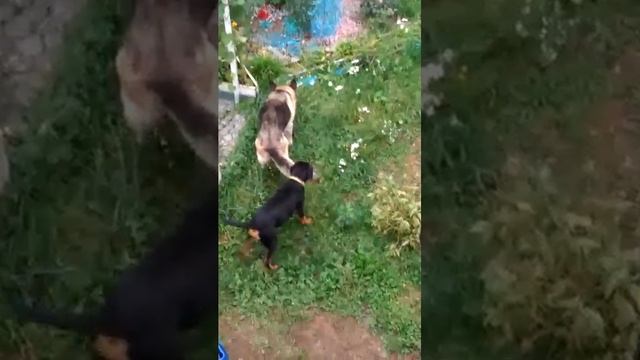 ротвейлер Сварог знает, как привлечь к себе внимание девушки) смотреть онлайн