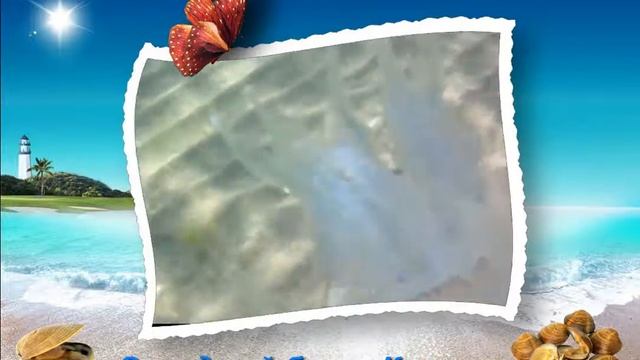 Медузы на Западном Берегу Крыма смотреть онлайн