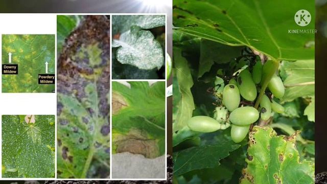 Amistar Top Fungicide In Marathi | Amistar Top Syngenta| Amistar Top |@AapliShetiAaplshivarD