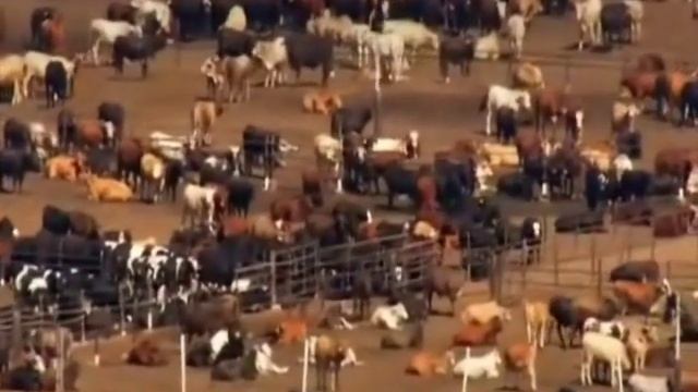EXTRAIT la terre vue du ciel 6 milliards d'hommes à nourrir смотреть онлайн