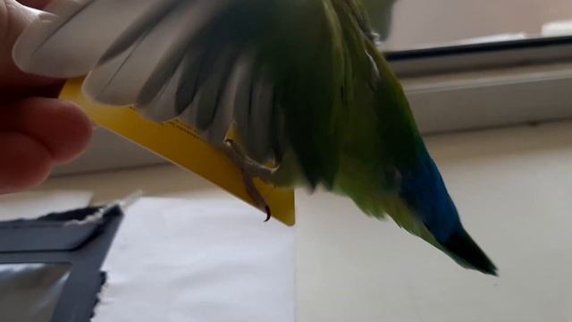 Наглый попугай неразлучник смотреть онлайн