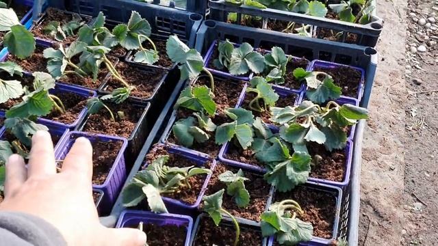 Ответ на самый частый вопрос осени. Как сохранить рассаду. Не поздно ли сажать. смотреть онлайн