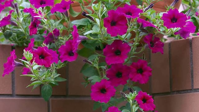 Просто божественная, отличная музыка! Хочу слушать вечно! Слушайте музыку Сергей Чекалин смотреть онлайн