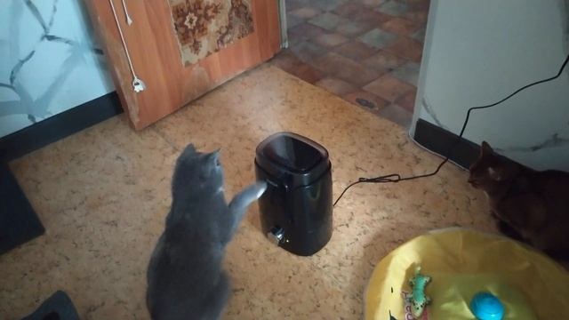 Кошки vs увлажнитель воздуха смотреть онлайн