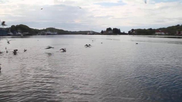 Рома-Норг кормит воробьёв смотреть онлайн