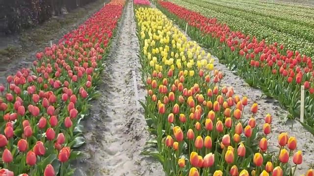 How Does The Dutch Tulip🌷 Fields Look Like?   #tulip #dutchtulip#tulipfields #tulips
