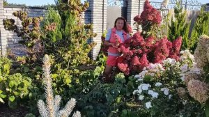 Гортензия Фрейз Мельба | Обзор сорта гортензии Фрайз Мельба: описание сорта