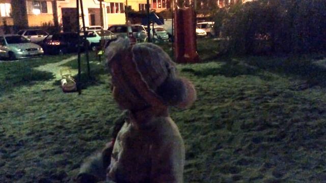 Почему вымерли динозавры?????? Развёрнутый ответ........ смотреть онлайн