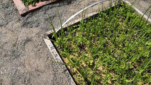 Дорожки между грядок, ИДЕЯ, КАК СДЕЛАТЬ ПРОХОДЫ смотреть онлайн