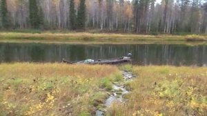 Печорская Пижма