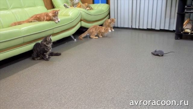 Котята мейн куны охотятся на крысу смотреть онлайн