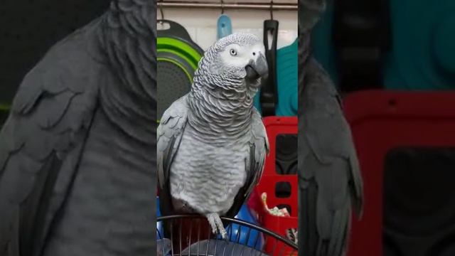 Спой песенку. - не хОчу!.. смотреть онлайн