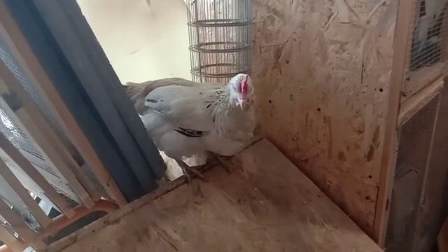 Курам мало гнёзд???? Первое яйцо от Бланш?? смотреть онлайн