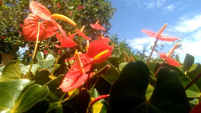 Beautiful Collection of Anturiyam Flowers |Natural Beauty of Anthurium смотреть онлайн
