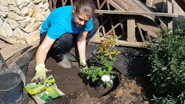 Пьер де ронсар, посадка роз смотреть онлайн