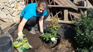 Пьер де ронсар, посадка роз