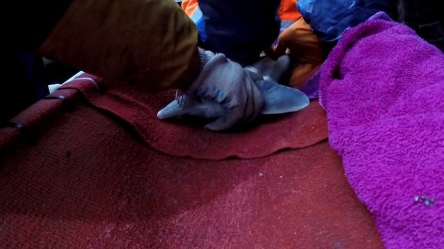 Дойка и оплодотворение икры осетра получение черной икры смотреть онлайн