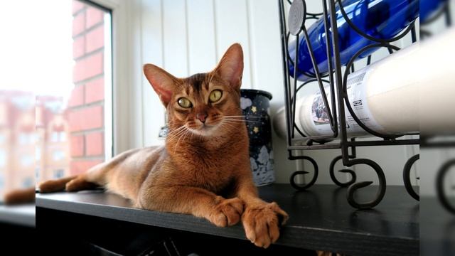 Абиссинская кошка. Плюсы и минусы, Цена, Как выбрать, Факты, Уход, История смотреть онлайн