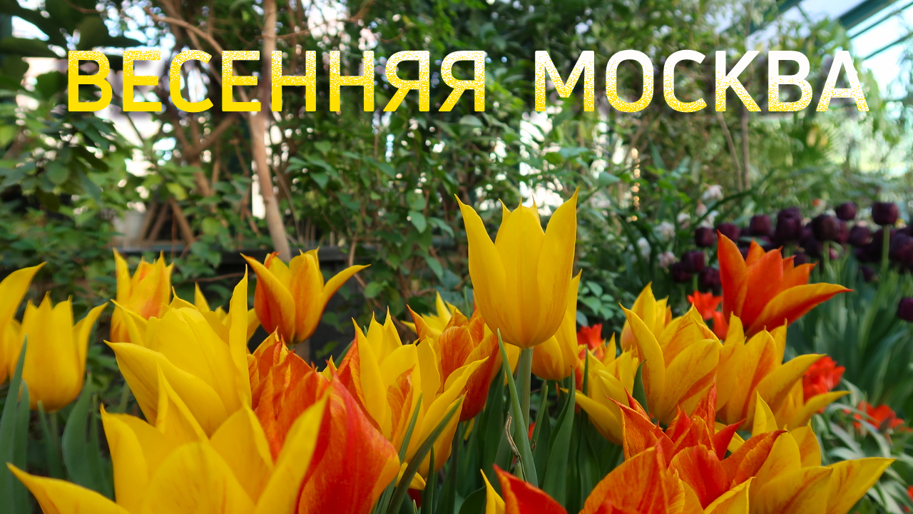 Куда сходить в Москве весной. Где вкусно поесть в Москве, по ценам Макдональдса