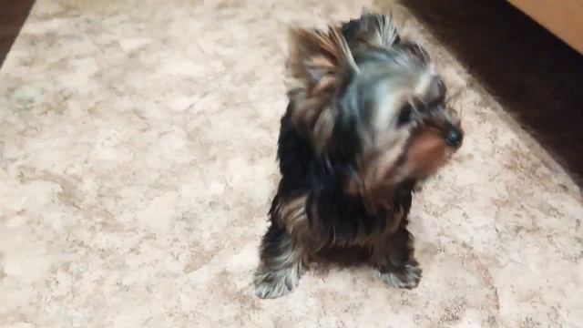 Щенок йорка выполняет команды! смотреть онлайн