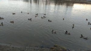 Кормление уток на реке Которосль в городе Ярославль.