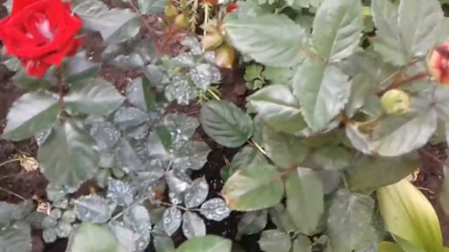 Строительные Мечты