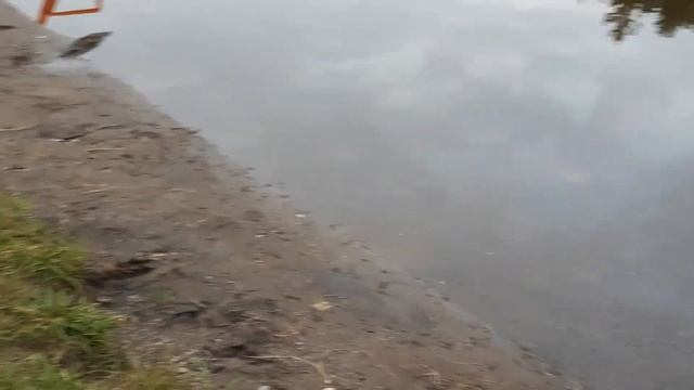 Летнее озеро Пакен. И как правильно подкормить утят?Lac Paquin et comment bien nourrir les canetons смотреть онлайн
