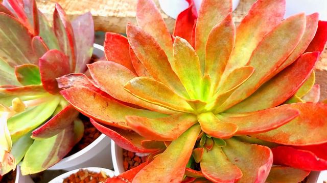 SUCULENTAS MADRE |Tour| #echeveria #succulent #suculentas смотреть онлайн