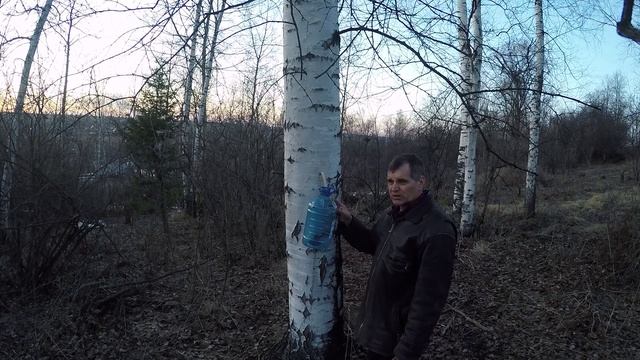 Березовый сок своими руками